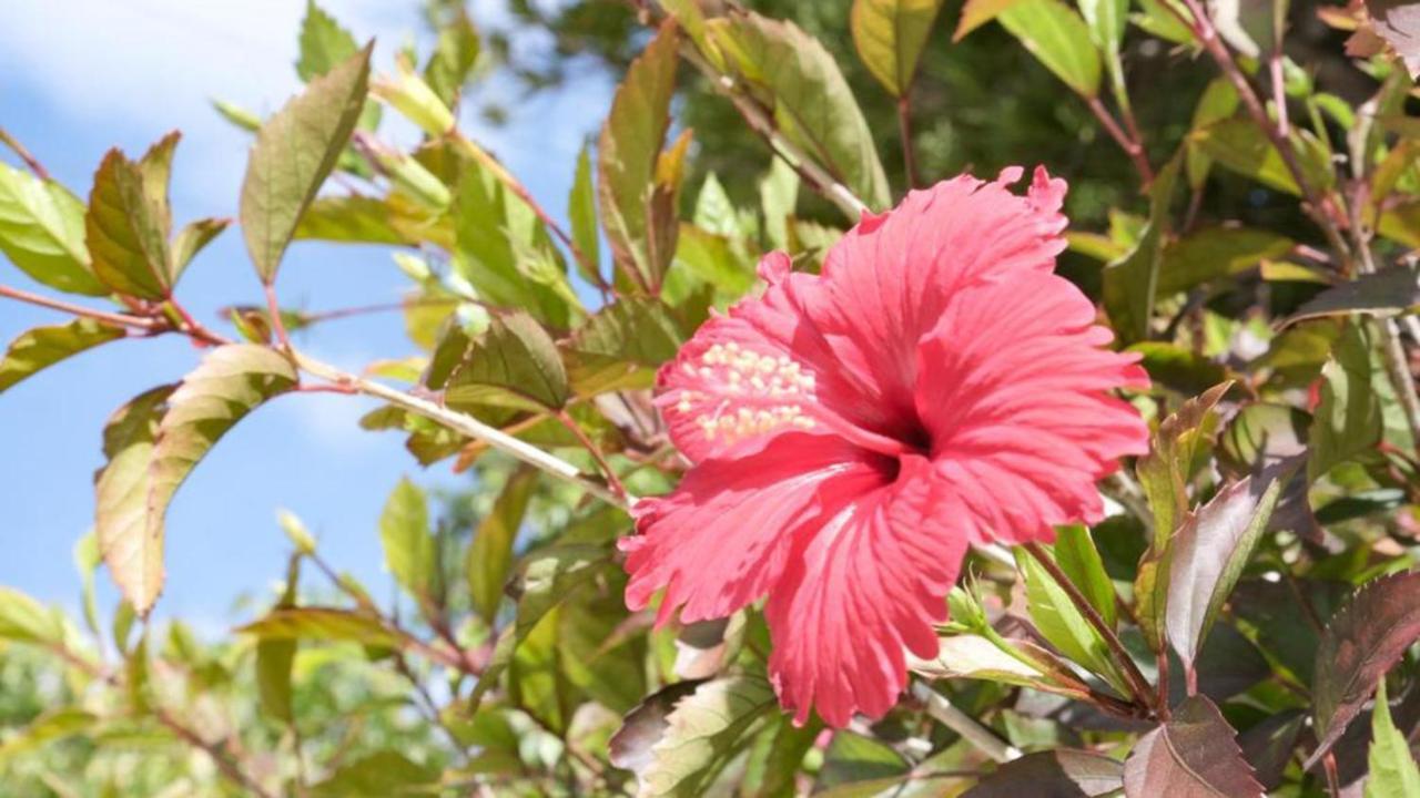 Toyoko Inn Okinawa Ishigaki-Jima Ishigaki  Bagian luar foto